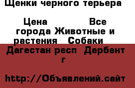Щенки черного терьера › Цена ­ 35 000 - Все города Животные и растения » Собаки   . Дагестан респ.,Дербент г.
